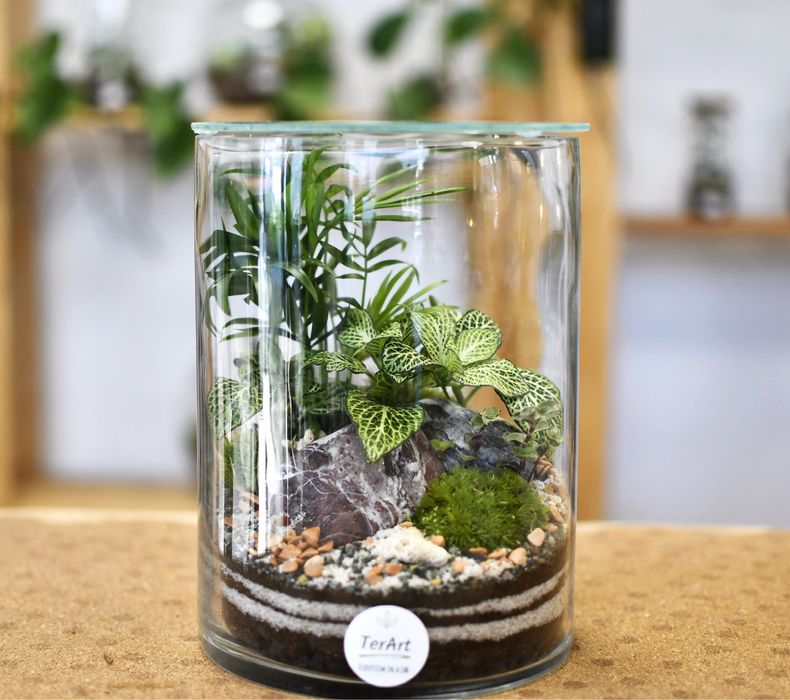 Мини терариуми с живи растения, екосистема в буркан