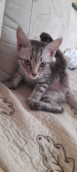 Котенка в добрые руки