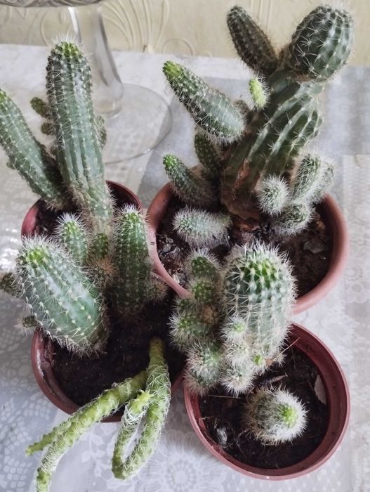 Срочно продам кактусы, район Саяхата.