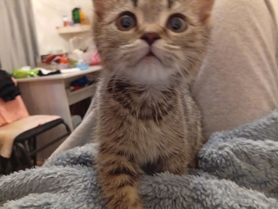 Продам котёнка британская шиншила