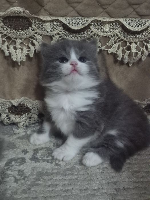 Шотландские длинношерстные