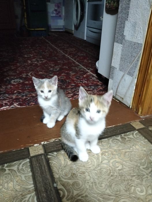 Отдам котят бесплатно