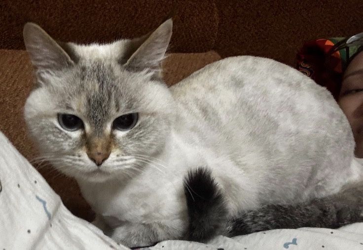 отдам бесплатно кошку срочноо