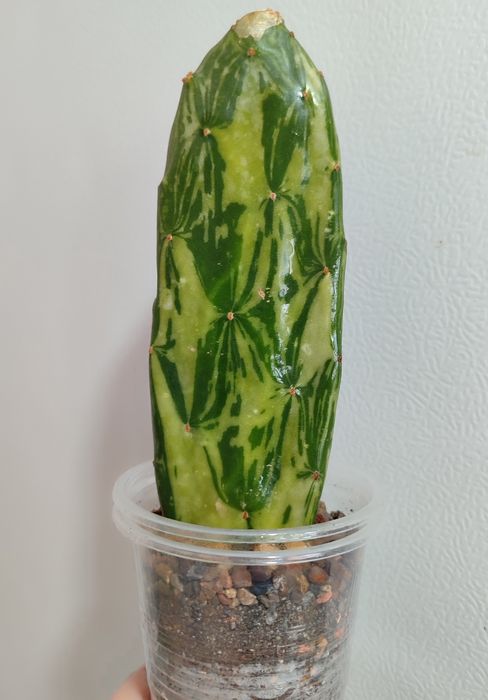 Opuntia cochenillifera variegata