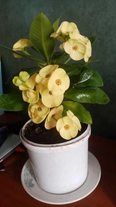 Продаются комнатные цветы