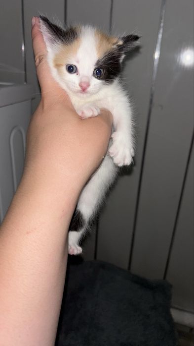 Котенок ищет дом