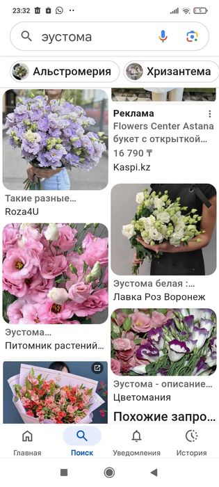 Цветы Эустома рассада