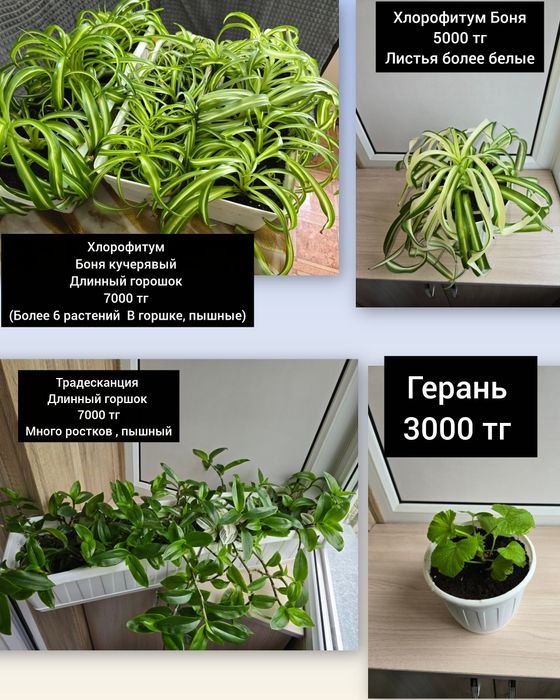 Комнатные цветы комнатные растения
