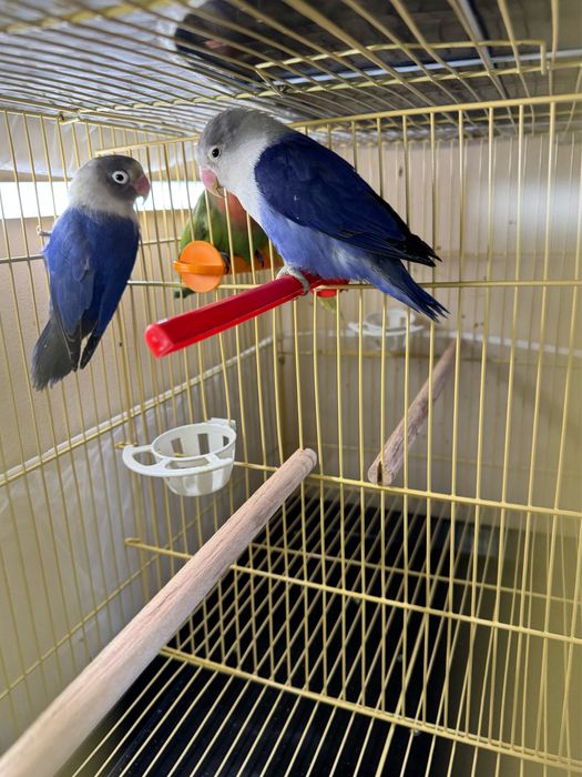 Рабочая пара Violet Sable Fischer  неразлучники