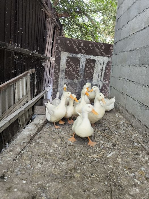 Продам семью 10 уток