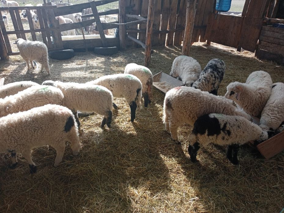 Miei de paste  la 25 lei kg