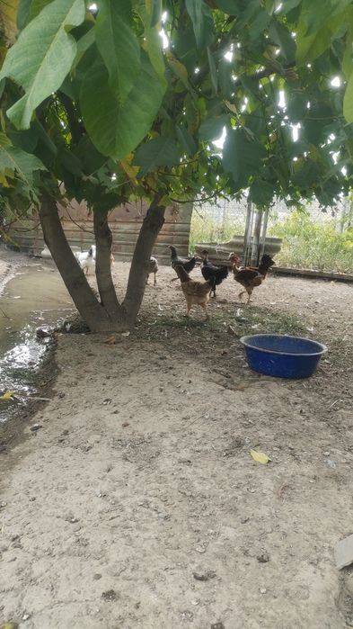 продам 14 кур и 1 петух
