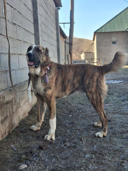 Молодой ит сатылады