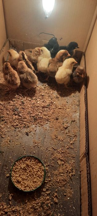 Продаются Цыплята