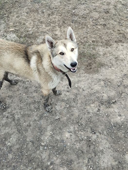 Лайка кабель рабочий продам