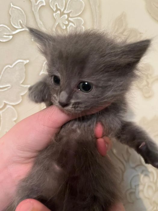 Отдам котят в хорошие руки