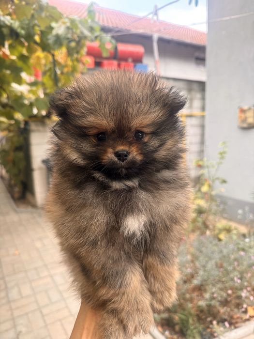 Pomeranian Mascul