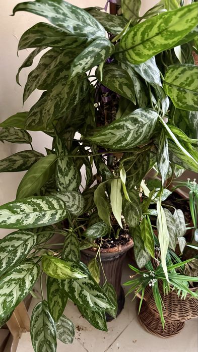 Цветы комнатные в горшке