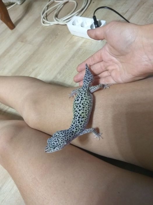 Передержка животных