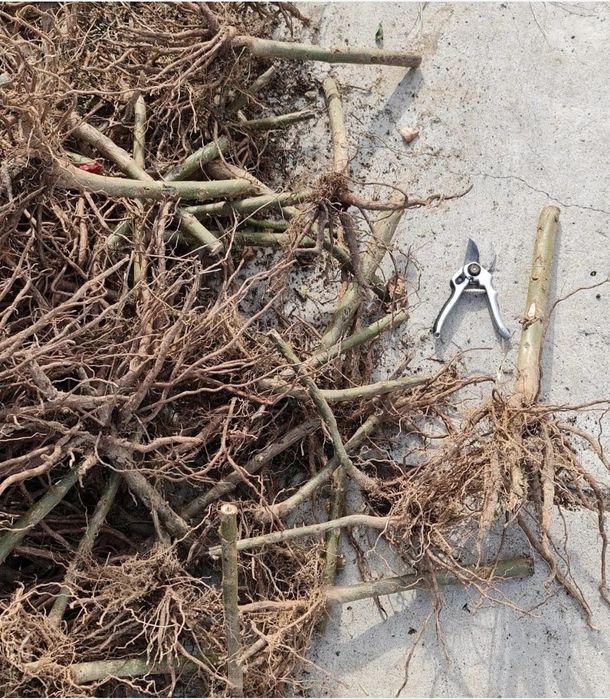 Butasi Pawlonia/paulonia