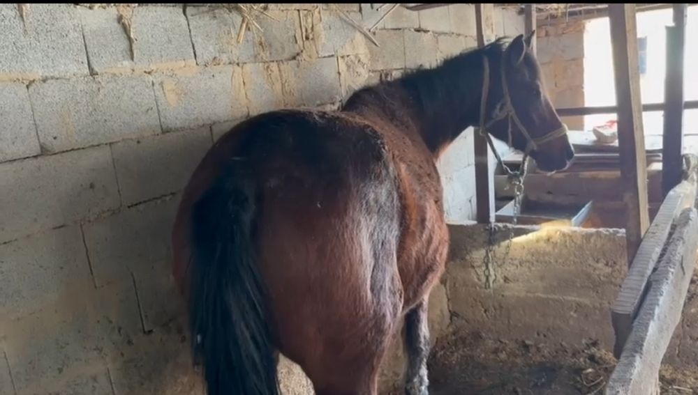 Продам лошадь (кобыла)