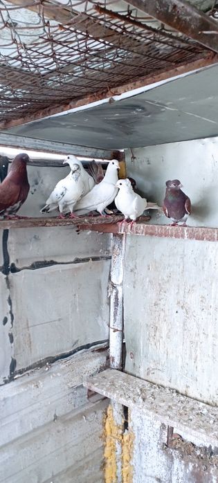 Голуби    Алматы