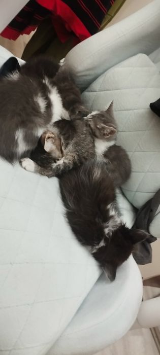 Отдам даром даром катят