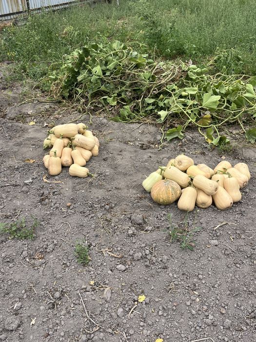 Продам тыкву мантная