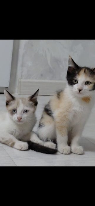 Кошки чистые 3-4 месяц