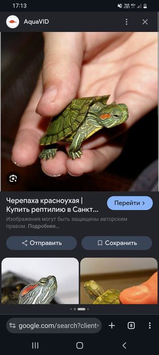 Продам черепаху  красноухая