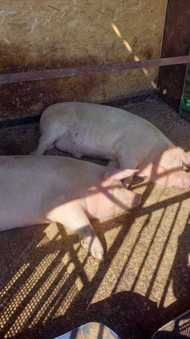 Продам свиней, свои домашние