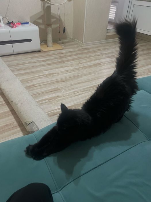 Отдам котика в добрые руки