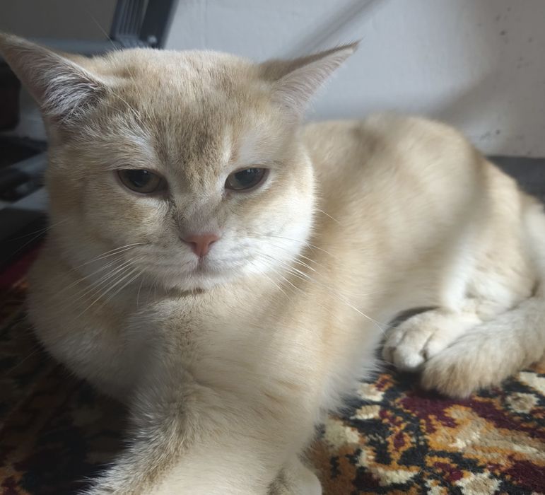 Золотая Шеншилла