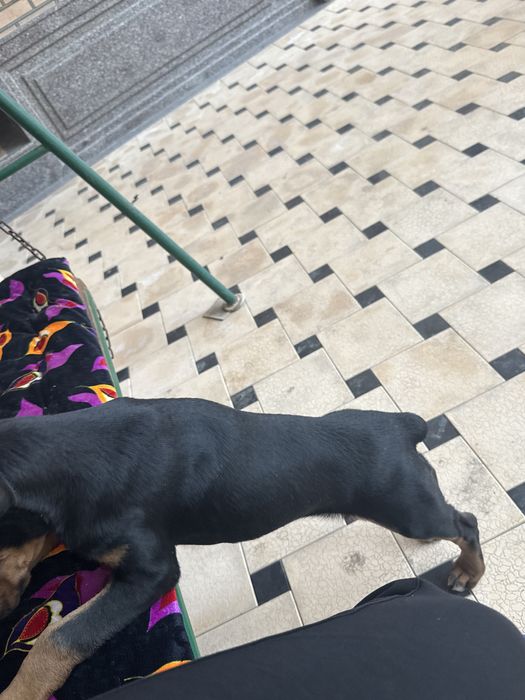 Доберман самка 2,5 месяцов