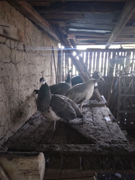 Pauni comuni și cu umăr negru maturi