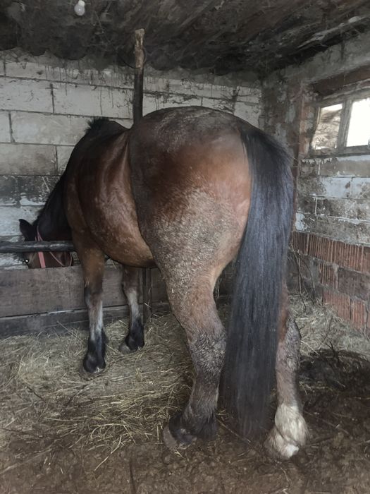 Cal de 7 ani de vanzare