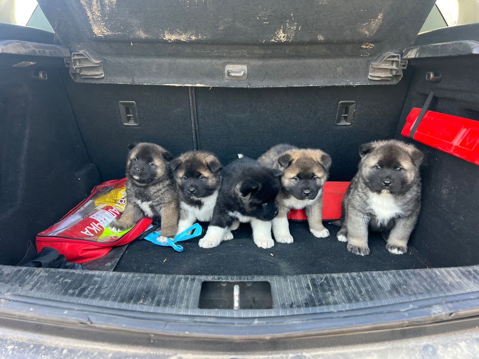 Американска акита