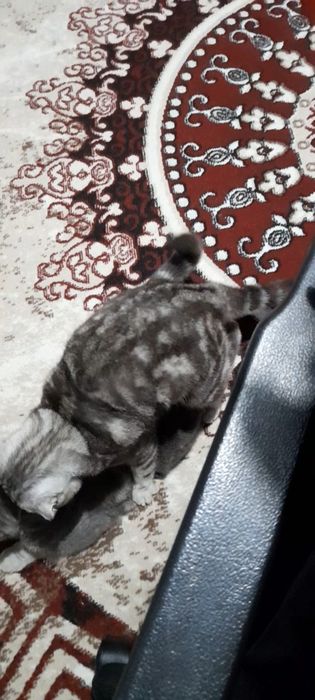 Ищем кошечку для вязки