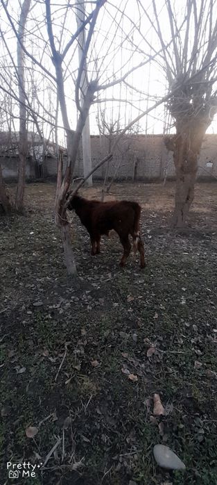 Gunojin sotladi soglom