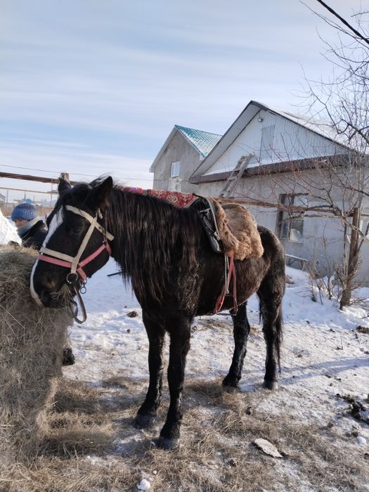 Полутяж айгыр сатылады