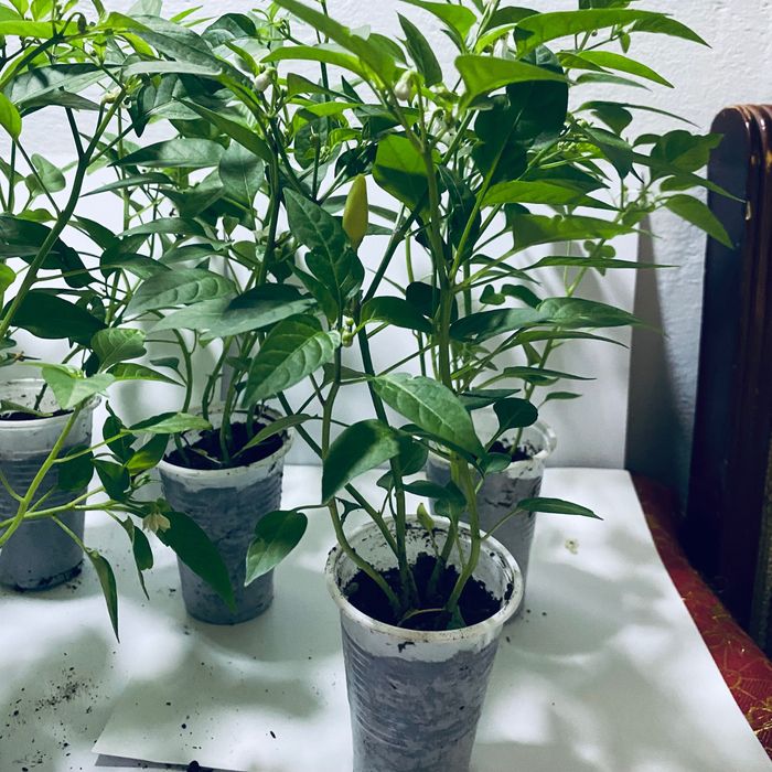 Продам Перец  комнатный