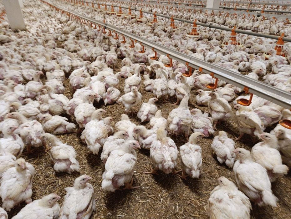 Pui alb si pui rasa mixta- rațe