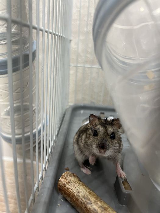 Хомяк с клеткой