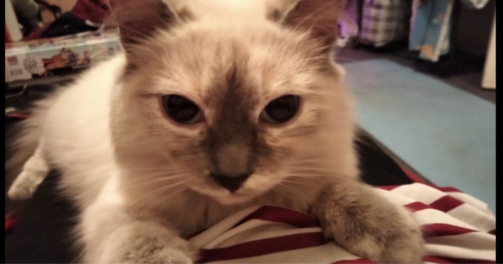 Пропала кошка, белая, голубоглазая, Байконурский район, Лесозавод……..