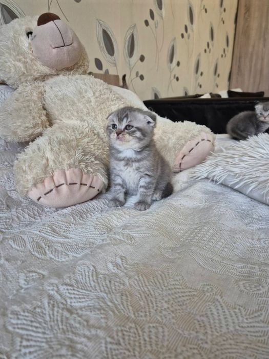 Британски късокосмести котета