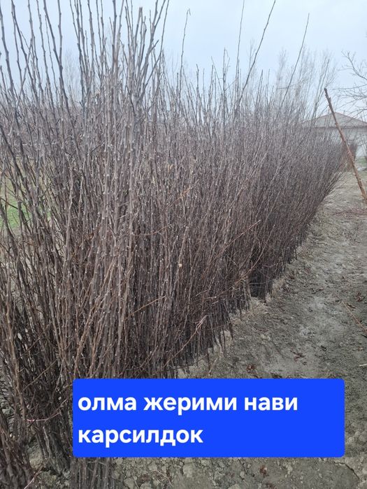 Барча турдаги кучатлар