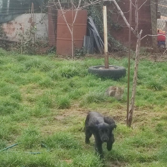 Куче кокер шпаньол за подробности пишете