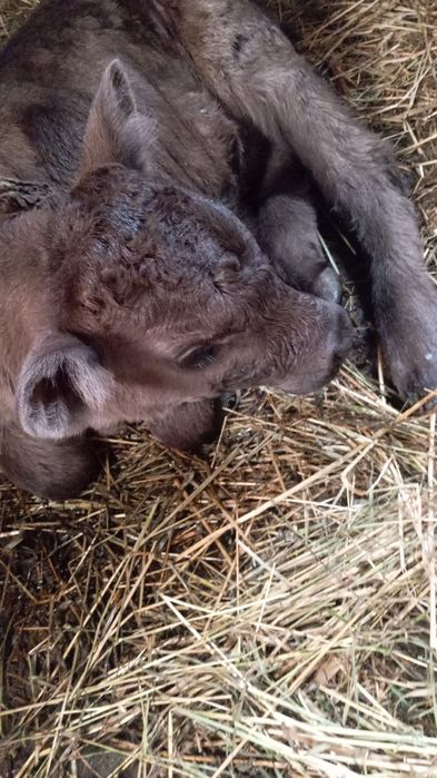 Продам телёнка телочка