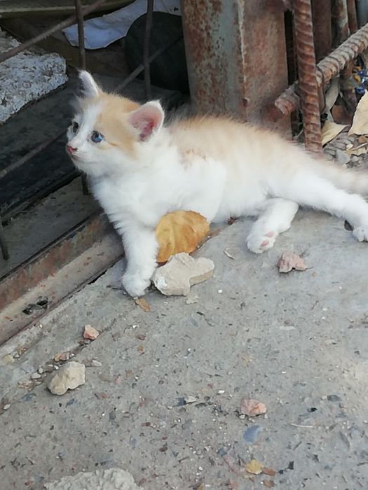 Котята бесплатно