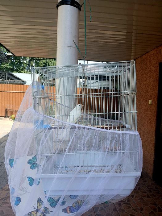 Кенор Кенор Кенор